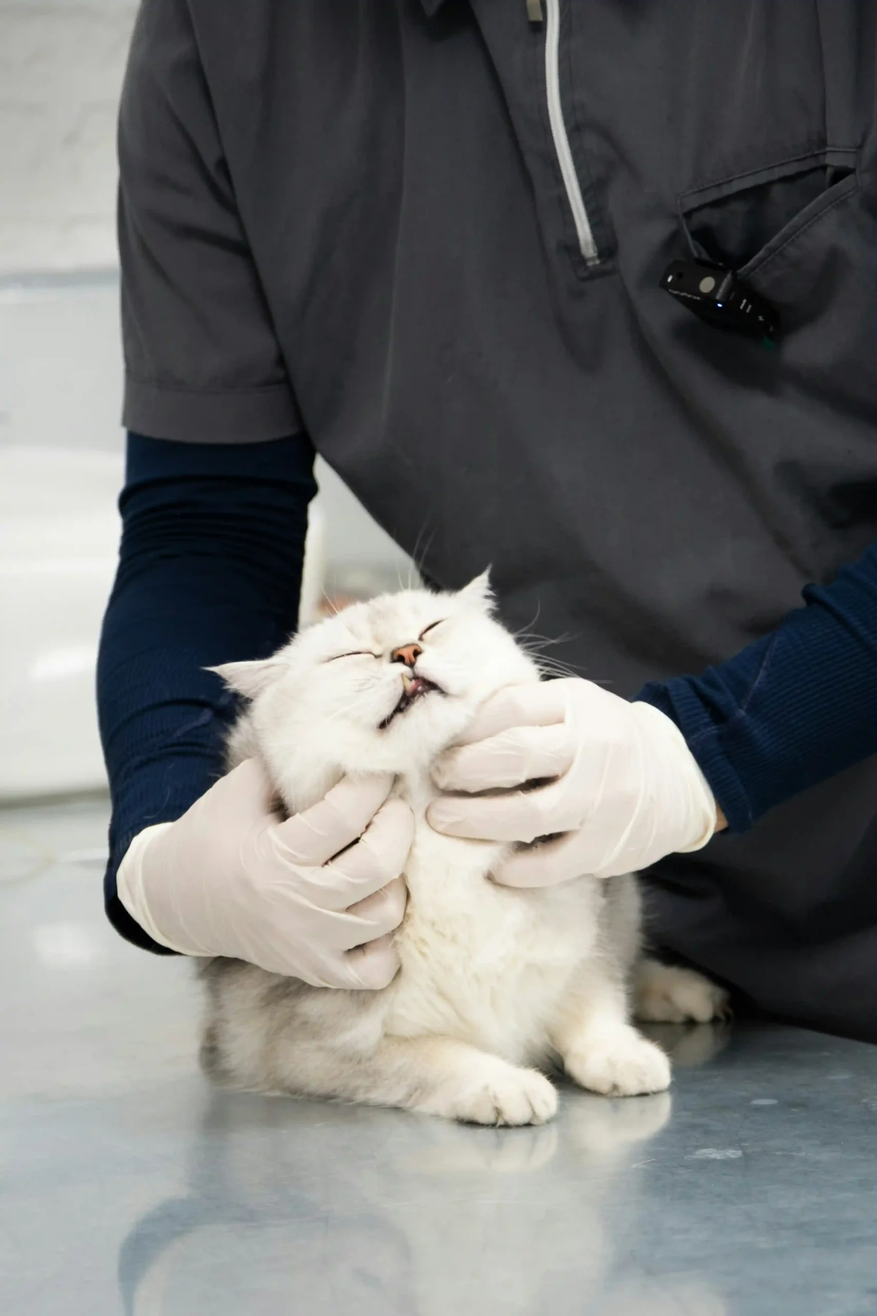 Pet supplies and animal care products
